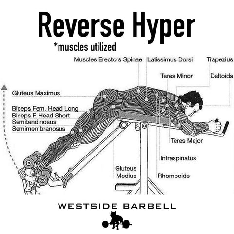 Louie Simmons Reverse Hyper Muscles Used Infographic